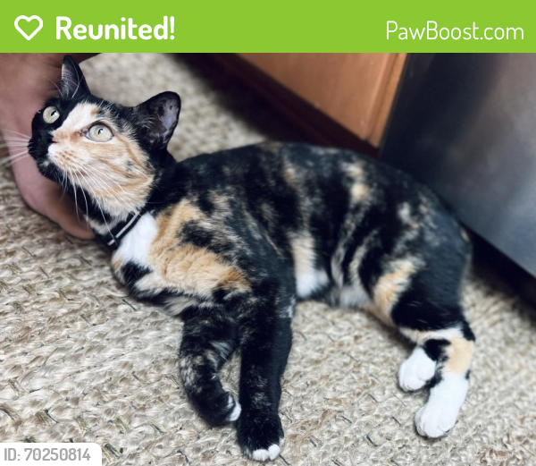 Reunited Female Cat last seen CLU at Mountclef & Avenida de Los Arboles, Thousand Oaks, CA 91360
