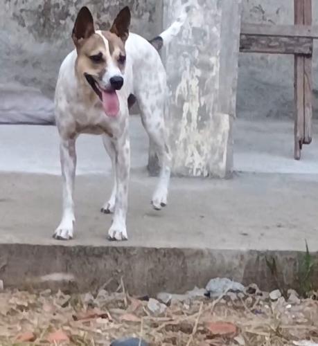 Lost Female Dog last seen Bairro cajuru, rua São Felipe, rua Miguel Calluf, rua Pedro Demeterco, Cajuru, PR 82900-320