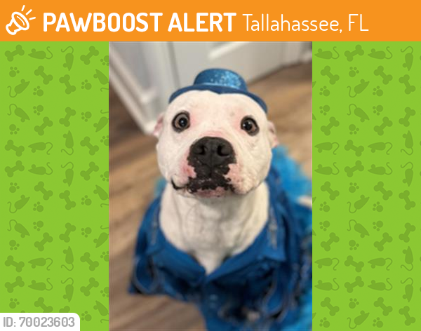 Shelter Stray Male Dog last seen Near BLOCK SAINT JOE ROAD TALLAHASSEE FL 32311, Tallahassee, FL 32311