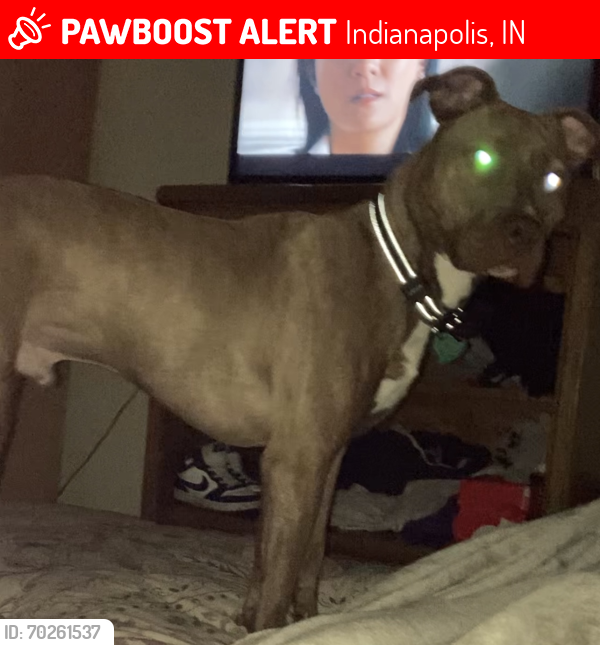 Lost Male Dog last seen Lafayette Road and Kessler & 16 St. And tibbs ave, Indianapolis, IN 46222