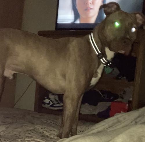 Lost Male Dog last seen Lafayette Road and Kessler & 16 St. And tibbs ave, Indianapolis, IN 46222