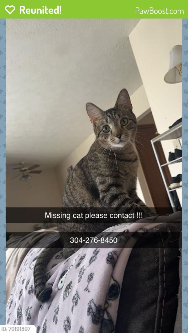 Reunited Male Cat last seen Ruby Memorial hosp , Morgantown, WV 26504