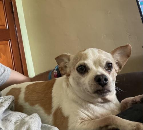 Lost Female Dog last seen 26Th street and 104th Ave., Miami, FL 33165