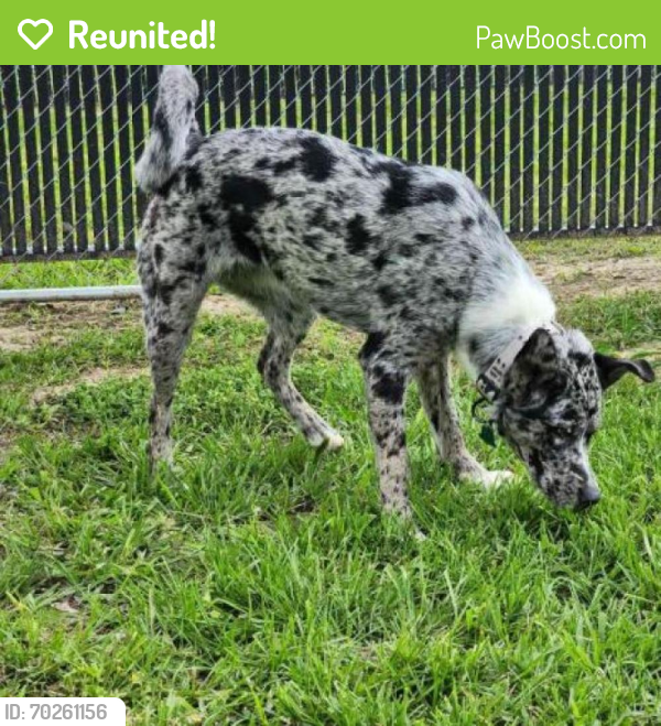 Reunited Female Dog last seen Near south main street vidor tx , Vidor, TX 77662