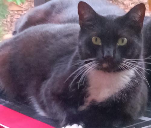 Lost Male Cat last seen Ewing & Tuskawilla , Clearwater, FL 33756