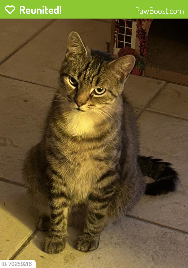 Reunited Female Cat last seen Corner of Audrey Pl and Overlook Dr, Neptune Township, NJ 07753