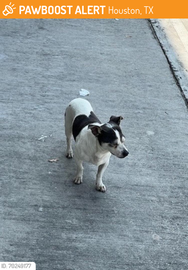 Found/Stray Male Dog last seen Near & Imperial Valley, Houston, TX 77073