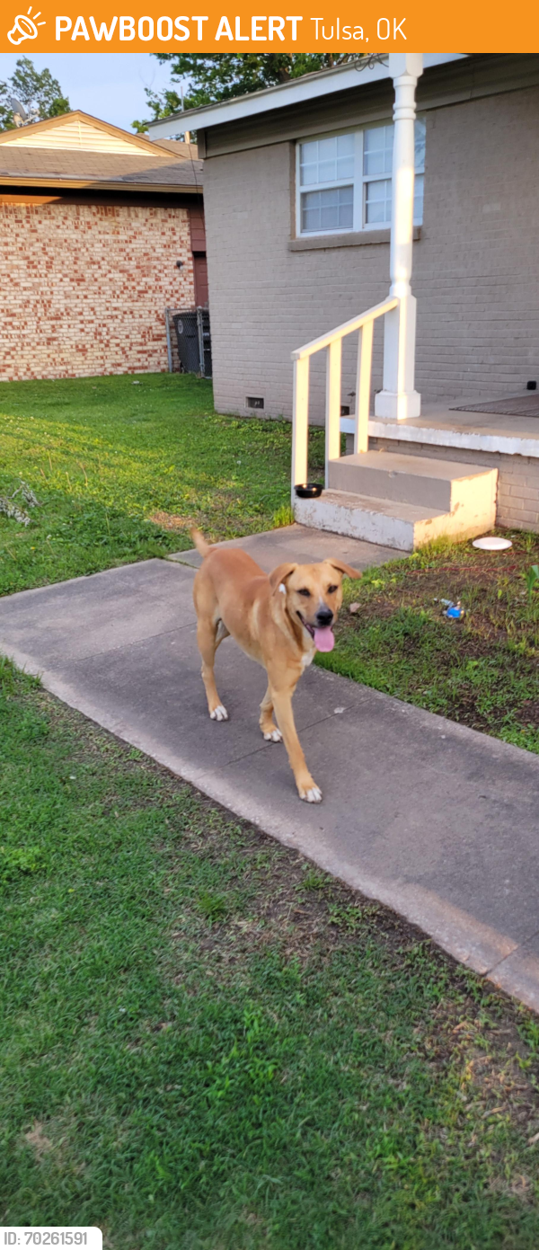 Found/Stray Male Dog last seen E 21st and Mango st, Tulsa, OK 74114