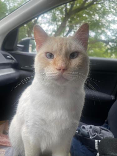 Lost Male Cat last seen 58th and Ruggles St, Omaha, NE 68104