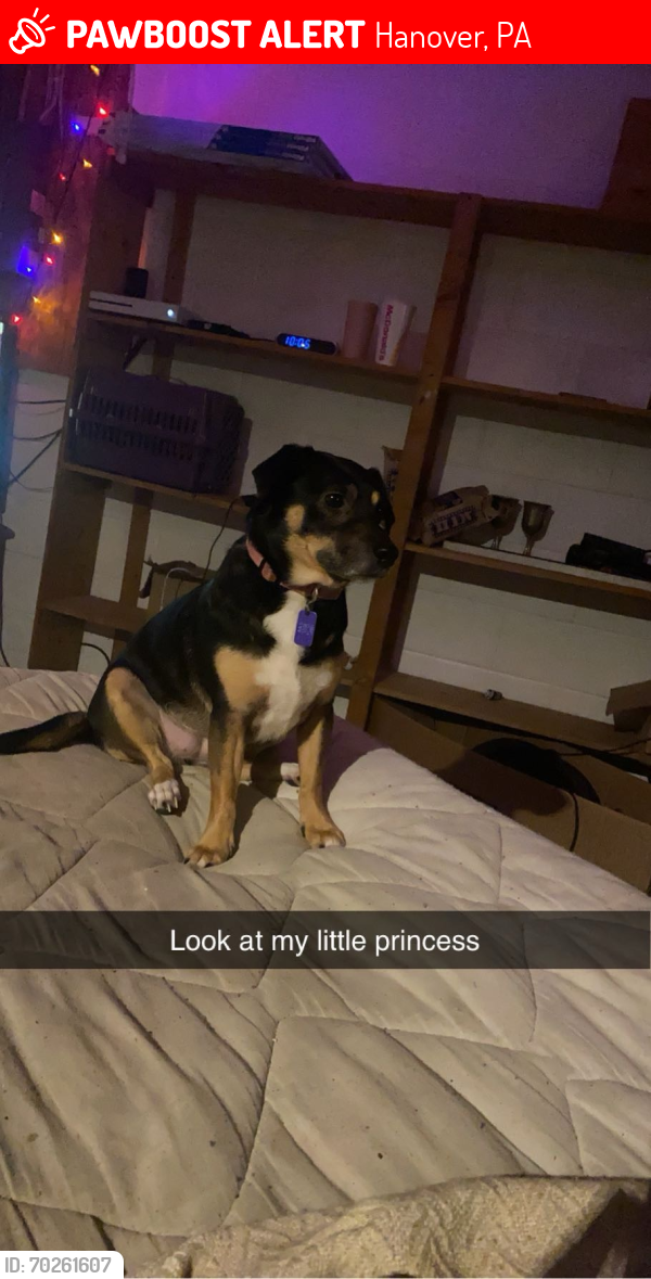 Lost Female Dog last seen Green springs rd , Hanover, PA 17331