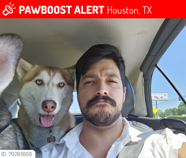 Lost Male Dog last seen Near Charleston Street Houston Tx, 77021, Houston, TX 77021