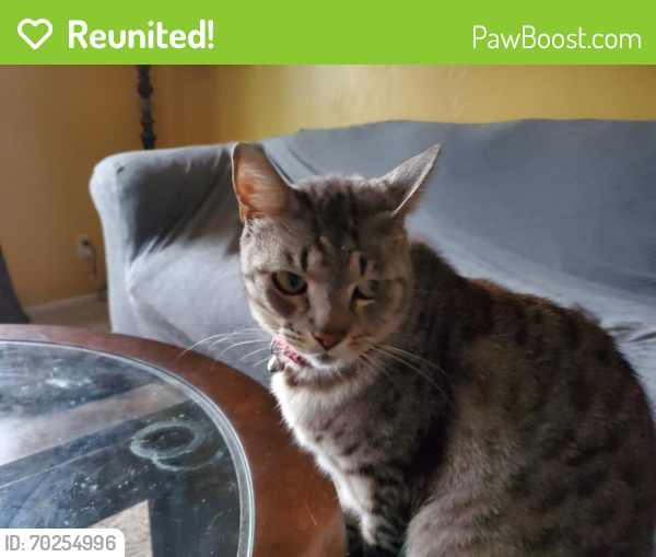 Reunited Male Cat last seen Hughes and Planz, Bakersfield, CA 93304