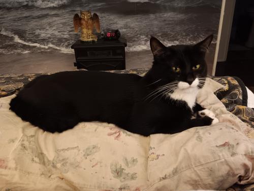 Lost Male Cat last seen Near east Beaumont road , Columbus, OH 43214