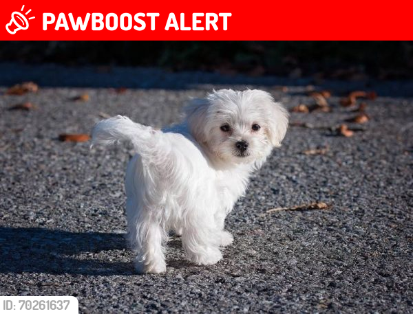 Lost Male Dog last seen KIRK RD, Palm Beach County, FL 33461