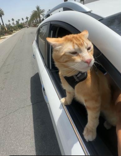 Lost Male Cat last seen 3rd St and Kilkea Dr, West Hollywood , Los Angeles, CA 90048