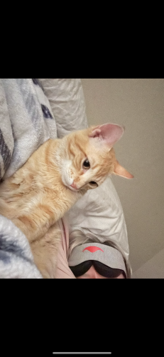 Lost Male Cat last seen Waymore and west city ct, El Paso, TX 79902
