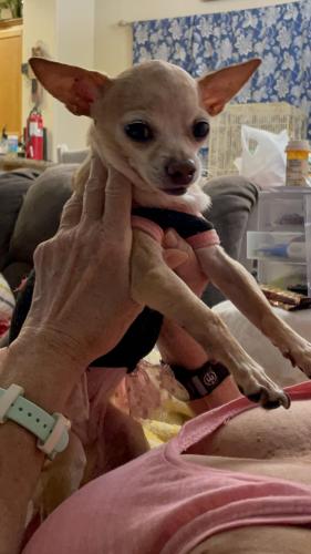 Lost Female Dog last seen Cactus and valley view , Las Vegas, NV 89141