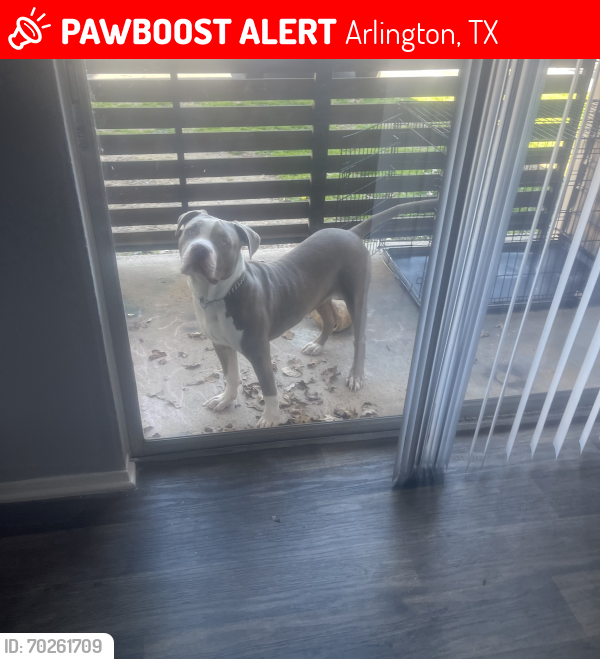 Lost Male Dog last seen TwentyOne15 apmt , Arlington, TX 76013