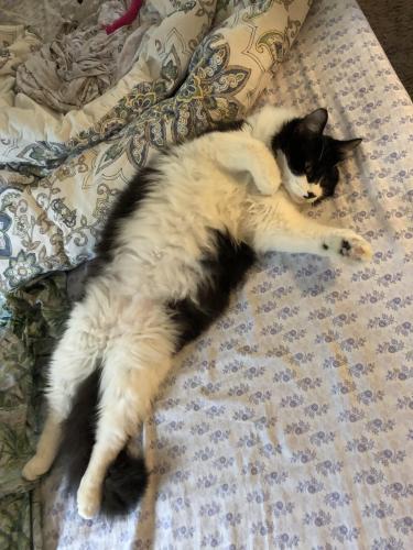 Lost Male Cat last seen victory st, Cleveland, TN 37323