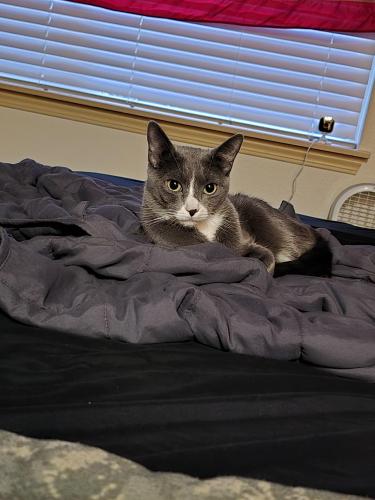 Lost Female Cat last seen East Main and Shaw Road, Puyallup, WA 98372