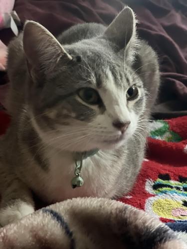 Lost Female Cat last seen Tyler St and Hole Ave, Riverside, CA 92505