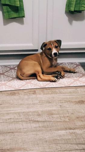 Lost Male Dog last seen Cecil & Whittle Springs Cherry St  Knoxville Tn, Knoxville, TN 37917