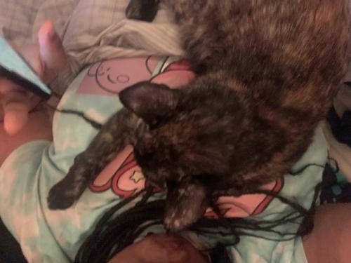 Lost Female Cat last seen Auto parts Dairy Queen , Shelby, NC 28150