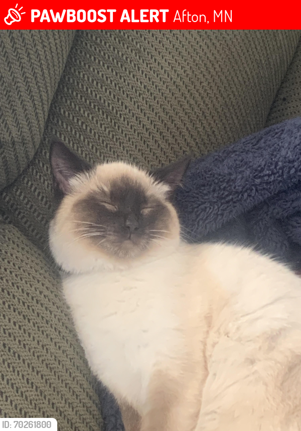 Lost Female Cat last seen Afton , Afton, MN 55001