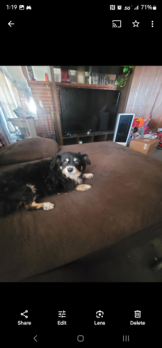Lost Female Dog last seen Sunkist & Michigan, Oakland, CA 94605