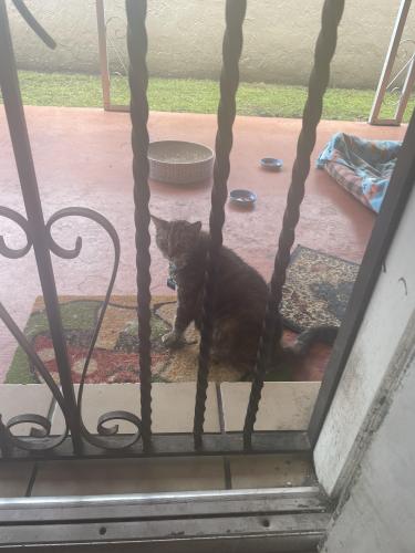 Lost Male Cat last seen 7th and 10th place Hialeah , Hialeah, FL 33010