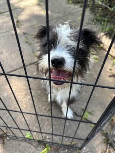 Found/Stray Male Dog last seen 3rd and Lewis , Tulsa, OK 74104