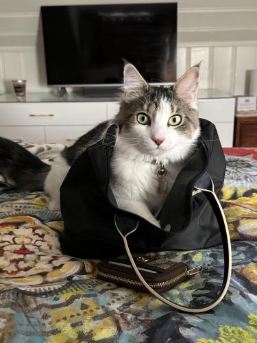 Lost Male Cat last seen Rooosevelt and Benmore , Franklin Square, NY 11010