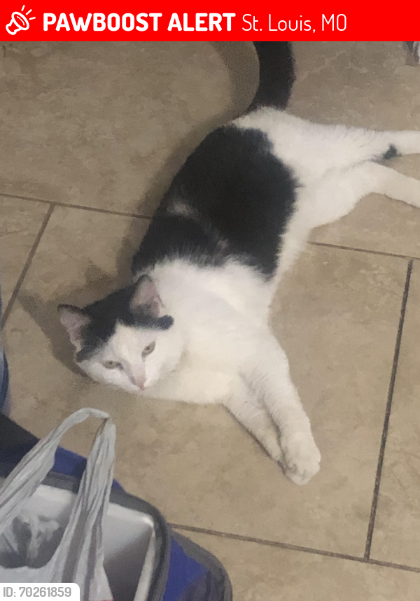 Lost Male Cat last seen Melba Pl. and Pasadena Ave., St. Louis, MO 63121