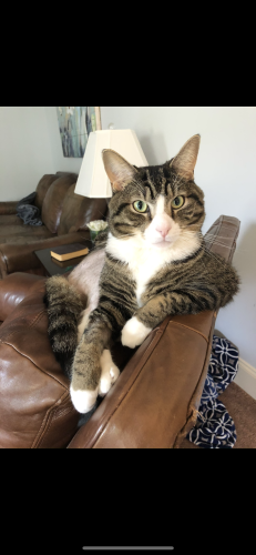 Lost Male Cat last seen Near Perry creek and Louisburg Road. Raleigh, NC  27616, Raleigh, NC 27616