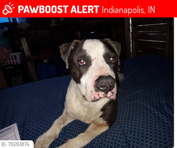 Lost Male Dog last seen 30th & Sherman, Indianapolis, IN 46218