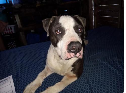Lost Male Dog last seen 30th & Sherman, Indianapolis, IN 46218