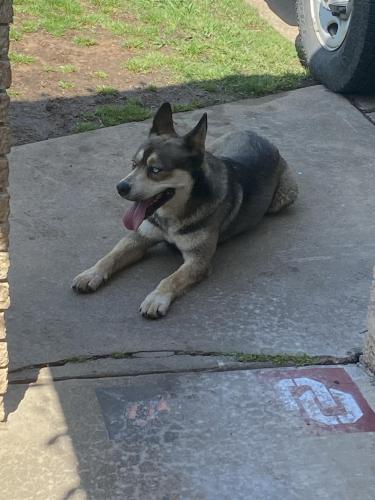 Found/Stray Male Dog last seen Garnet y 41 y 31 , Tulsa, OK 74146