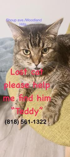 Lost Male Cat last seen Shoup Ave. And Erwin, Los Angeles, CA 91367