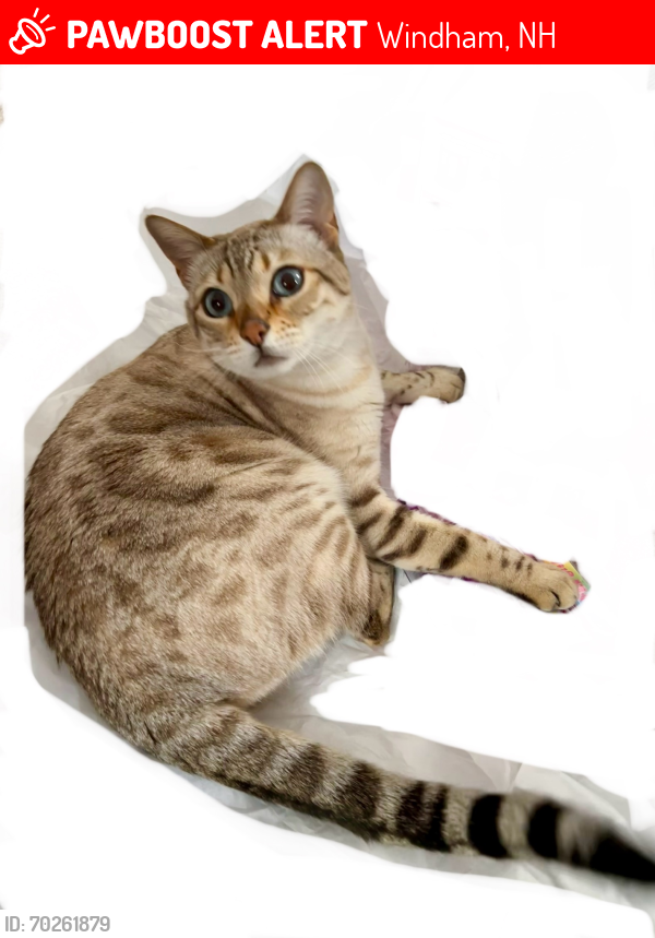 Lost Male Cat last seen Morrison Rd and Mitc Pond Rd in Windham, Windham, NH 03087