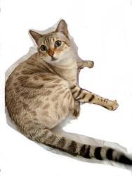 Lost Male Cat last seen Morrison Rd and Mitc Pond Rd in Windham , Windham, NH 03087