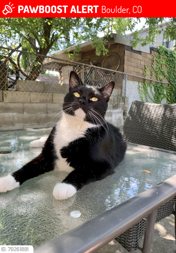 Lost Male Cat last seen Spruce and 6th, Boulder, CO 80302