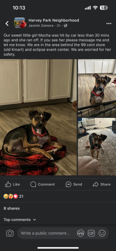 Lost Female Dog last seen Harvey Park area, W green meadows and Eaton st , Denver, CO 80227