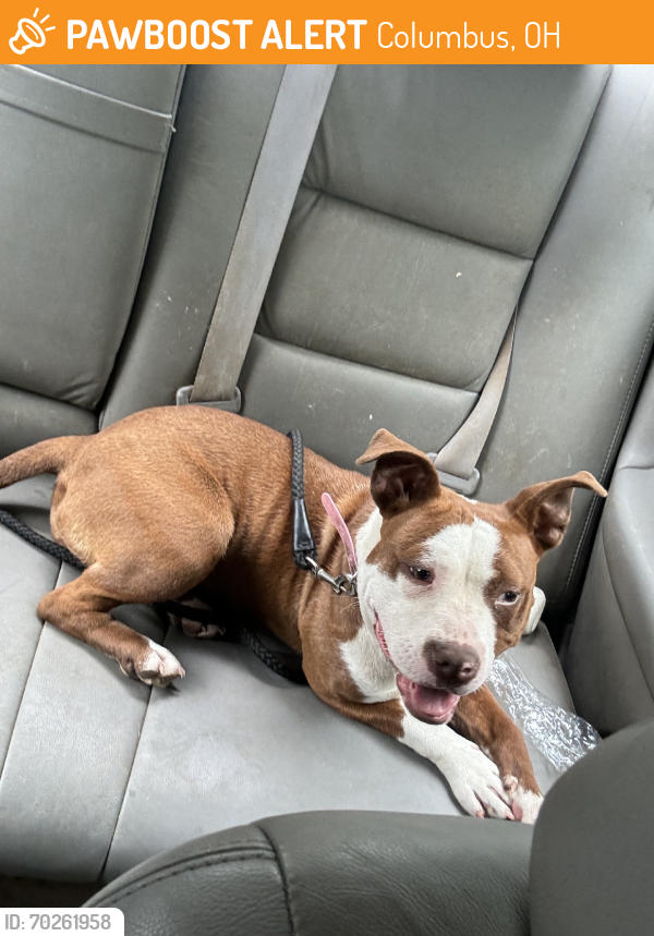 Found/Stray Female Dog last seen Eastmore, Columbus, OH 43209