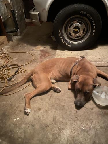 Lost Male Dog last seen Seacreast , Boynton Beach, FL 33435