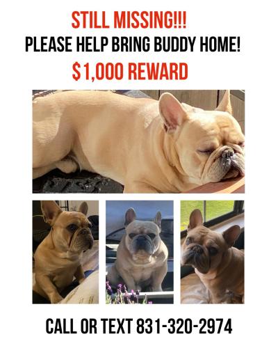 Lost Male Dog last seen University, Salinas, CA 93901
