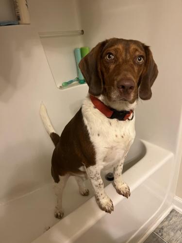 Lost Male Dog last seen Winston and Guy Roads, Clayton, NC 27520