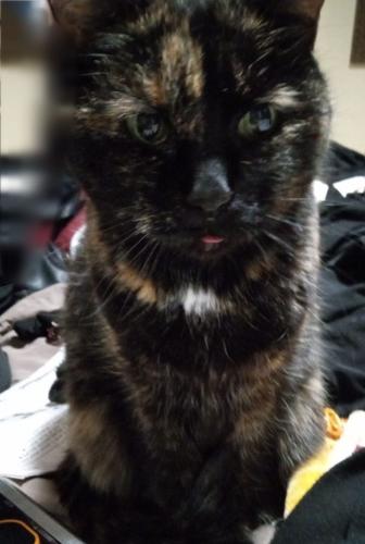 Lost Female Cat last seen West Exposition Ave and wolff, Denver, CO 80219
