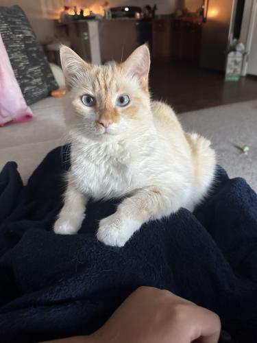 Lost Male Cat last seen Howell Rd. Palisades at Howell rd. East north street. , Greenville, SC 29615