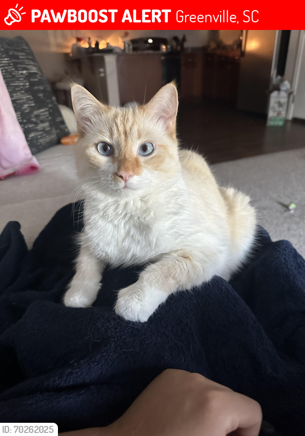 Lost Male Cat last seen Howell Rd. Palisades at Howell rd. East north street. , Greenville, SC 29615