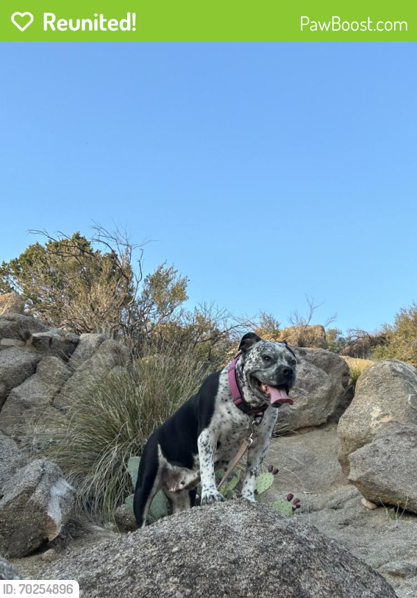 Reunited Female Dog last seen San Mateo and McLeod , Albuquerque, NM 87109